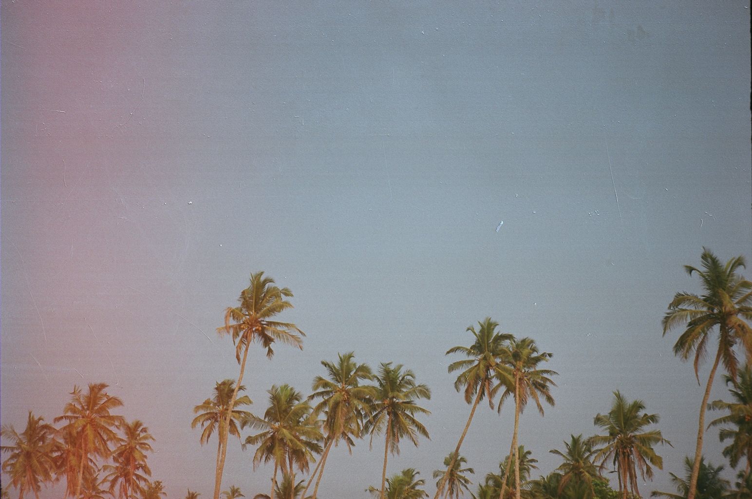 Palm Trees. — Drop 001 · India, Moving